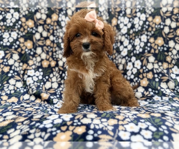 Medium Photo #5 Cavapoo (Miniature) Puppy For Sale in LAKELAND, FL, USA