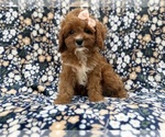 Biscuitly - Female Cavapoo (Miniature) Puppy for Sale - Photo #5