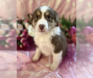 Australian Shepherd Puppy for sale in SPRINGFIELD, MN, USA