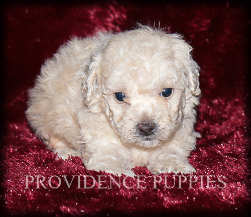 Medium Photo #11 Poodle (Miniature) Puppy For Sale in COPPOCK, IA, USA