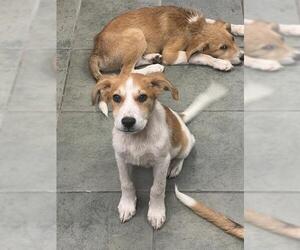Mutt Dogs for adoption in San Antonio, TX, USA