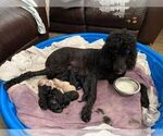 Small Photo #3 Poodle (Standard) Puppy For Sale in PANAMA CITY, FL, USA