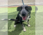 Small #1 Border Collie Mix