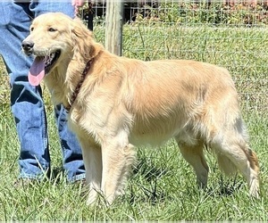 Father of the Golden Retriever puppies born on 04/24/2026