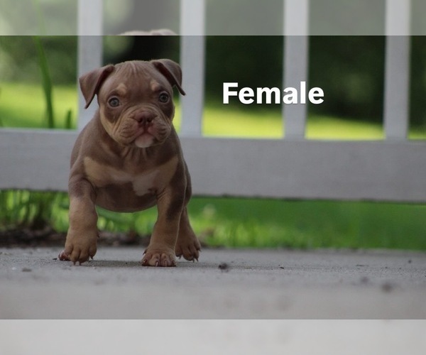 Medium Photo #13 American Bully Puppy For Sale in MOUNT OLIVE, AL, USA