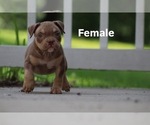 Small Photo #13 American Bully Puppy For Sale in MOUNT OLIVE, AL, USA