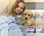 Puppy Dark Pink Golden Retriever