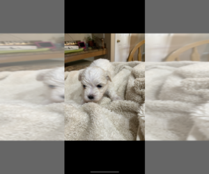 Maltese Puppy for sale in MONROE, NY, USA
