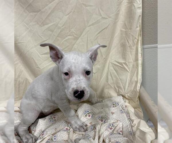 Medium Photo #1 American Pit Bull Terrier-Unknown Mix Puppy For Sale in Modesto, CA, USA