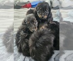 Small #10 Dachshund