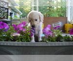 Small Photo #11 Golden Retriever Puppy For Sale in SCHNECKSVILLE, PA, USA
