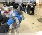 Small Mutt