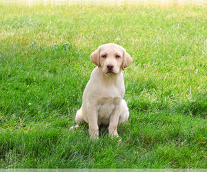 Labrador Retriever Puppy for sale in SYRACUSE, IN, USA