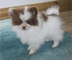 Small #2 Pomeranian