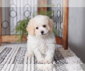 Medium Poodle (Toy)