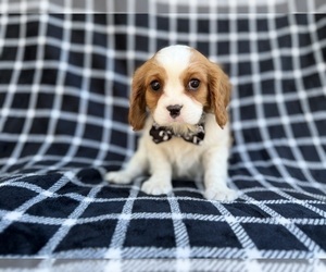 Cavalier King Charles Spaniel Puppy for sale in LAKELAND, FL, USA