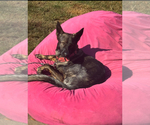 Small Photo #1 German Shepherd Dog Puppy For Sale in WALDORF, MD, USA