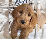 Puppy Duke Goldendoodle