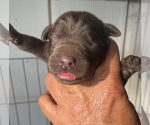 Labrador Retriever Puppy for sale in OSYKA, MS, USA