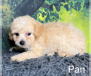 Poodle (Toy) Puppy for sale in AZLE, TX, USA