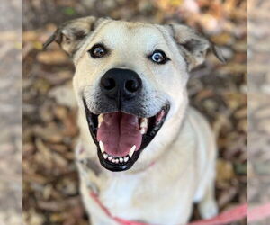 Anatolian Shepherd-Unknown Mix Dogs for adoption in Canton, CT, USA