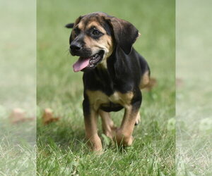 Lily - Female Australian Shepherd-Beagle Mix Dog for Adoption - Photo #2