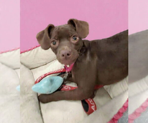 Medium Photo #1 Chug Puppy For Sale in Fresno, CA, USA