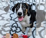 Small #2 Catahoula Leopard Dog Mix