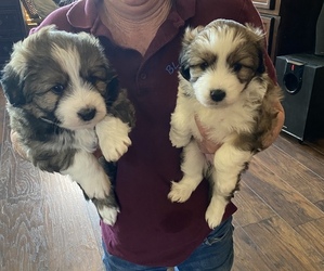 Australian Shepherd-F2 Aussiedoodle Mix Puppy for sale in LYNCH STATION, VA, USA