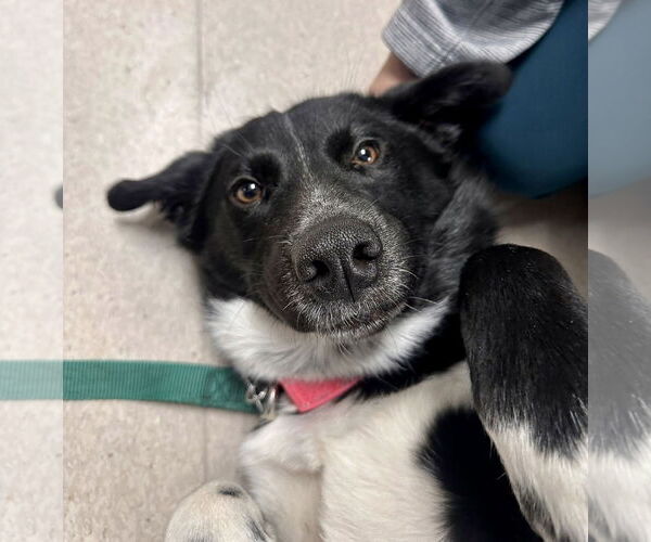 Medium Photo #3 Borador Puppy For Sale in Mount Laurel, NJ, USA