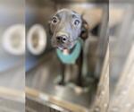 Small American Pit Bull Terrier Mix