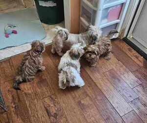 Shih Tzu Litter for sale in QUINCY, IL, USA