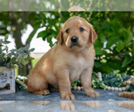 Small Photo #23 Golden Retriever Puppy For Sale in WOLCOTTVILLE, IN, USA