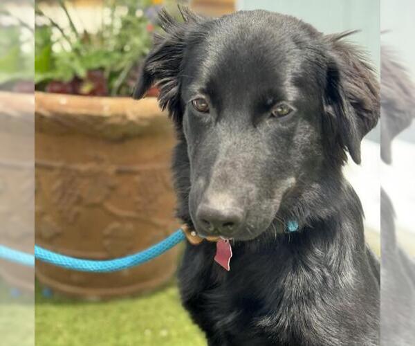 Medium Photo #2 Mutt Puppy For Sale in San Diego, CA, USA