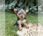 Small #4 Yorkshire Terrier
