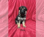 Puppy 6 German Shepherd Dog