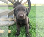 Small Photo #7 Labrador Retriever Puppy For Sale in ROYAL CITY, WA, USA