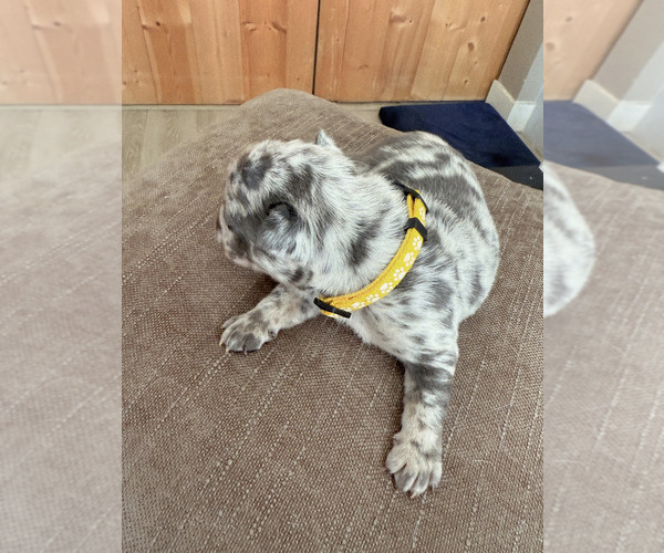 Medium Photo #5 French Bulldog Puppy For Sale in SUISUN CITY, CA, USA
