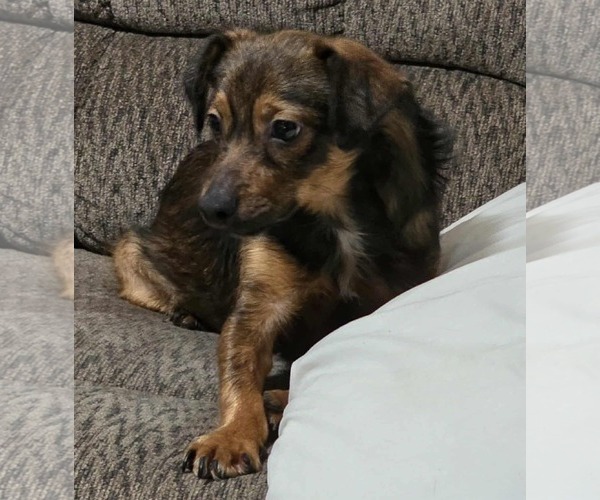 Medium Photo #2 Chiweenie Puppy For Sale in Minneapolis, MN, USA