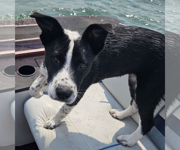 Medium Photo #8 Huskies -Unknown Mix Puppy For Sale in Fargo, ND, USA