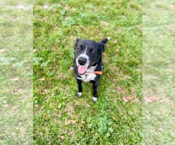 Medium Photo #4 Mutt Puppy For Sale in Westwood, NJ, USA