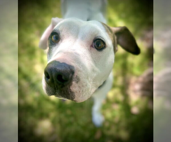 Medium Photo #5 American Pit Bull Terrier-Unknown Mix Puppy For Sale in Pleasanton, TX, USA