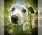 Small #4 American Pit Bull Terrier Mix