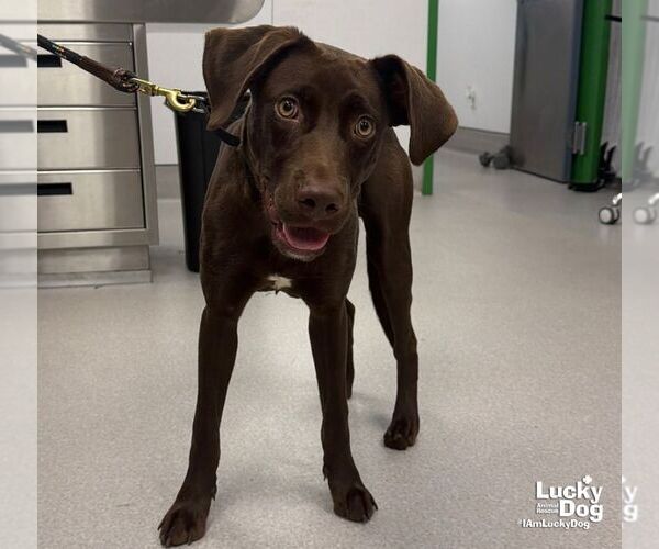 Medium Photo #1 Labrador Retriever-Unknown Mix Puppy For Sale in Washington, DC, USA