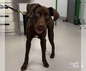 Labrador Retriever-Unknown Mix Dogs for adoption in Washington, DC, USA