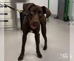 Weasel - Male Labrador Retriever-Unknown Mix Dog for Adoption - Small photo