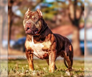 Father of the American Bully puppies born on 03/21/2026