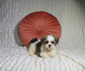 Shorkie Tzu Puppy for Sale in COOKEVILLE, Tennessee USA