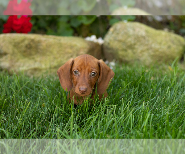Medium Photo #4 Dachshund Puppy For Sale in MILLERSBURG, IN, USA