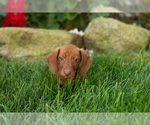 Small #3 Dachshund